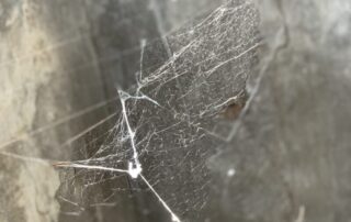 Light through spider web