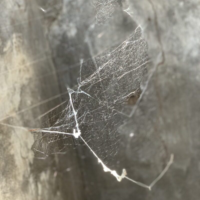Light through spider web