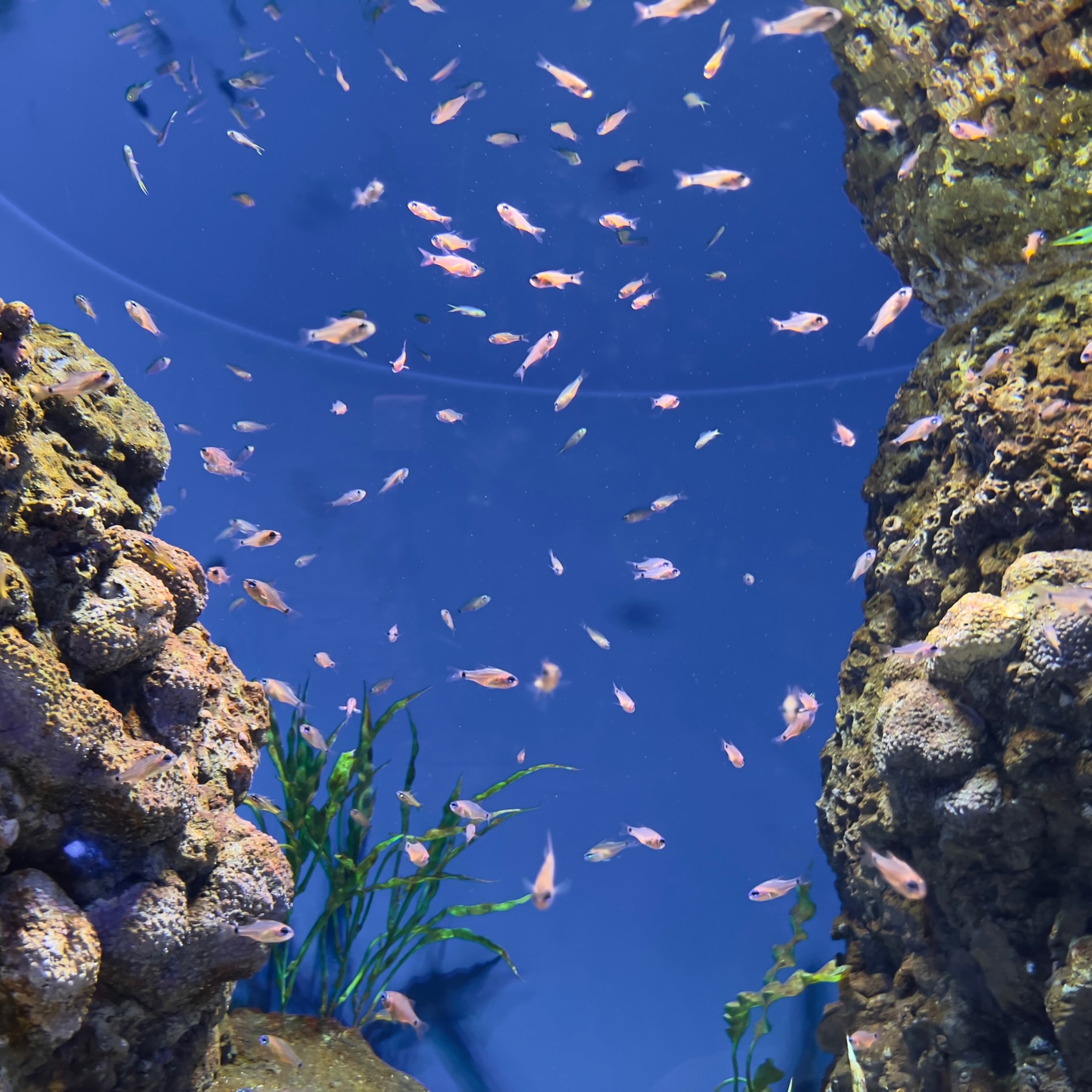 Oman Aquarium fish tank
