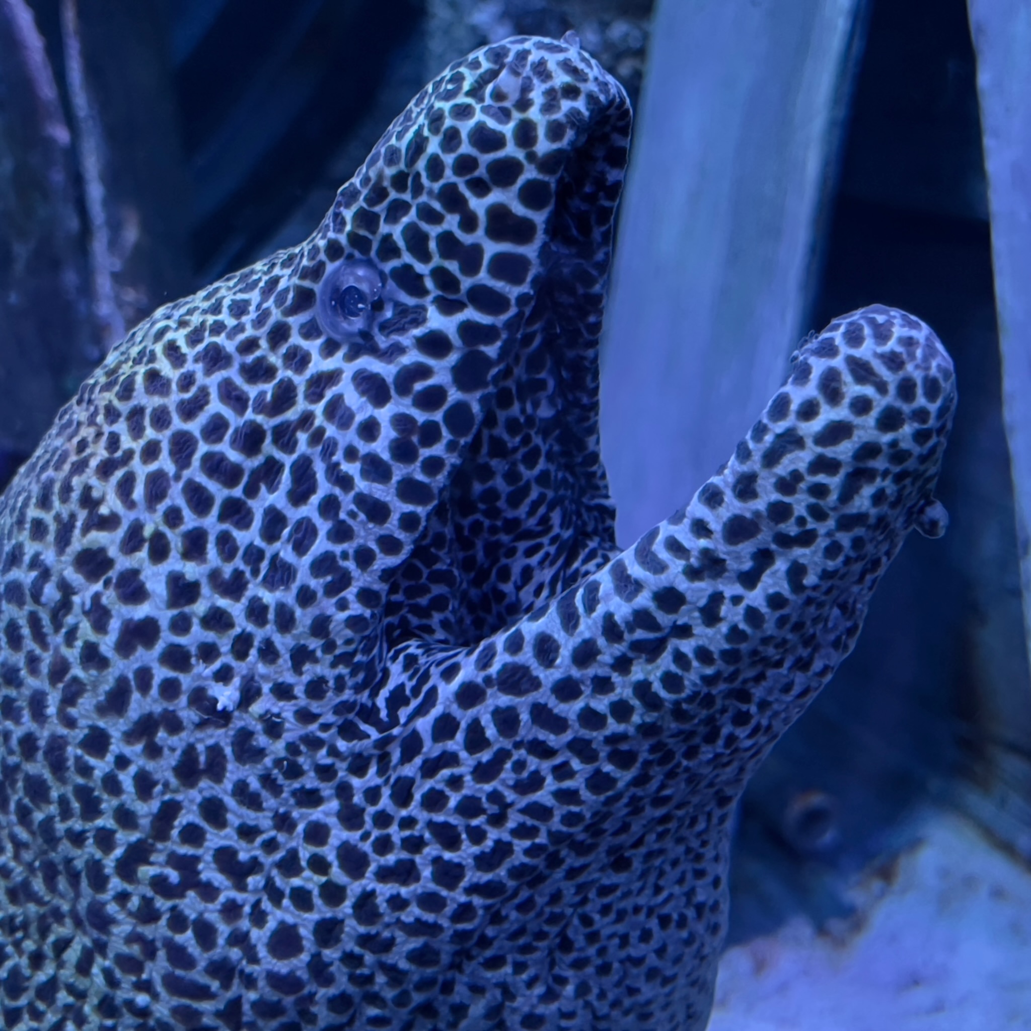 Oman Aquarium eel