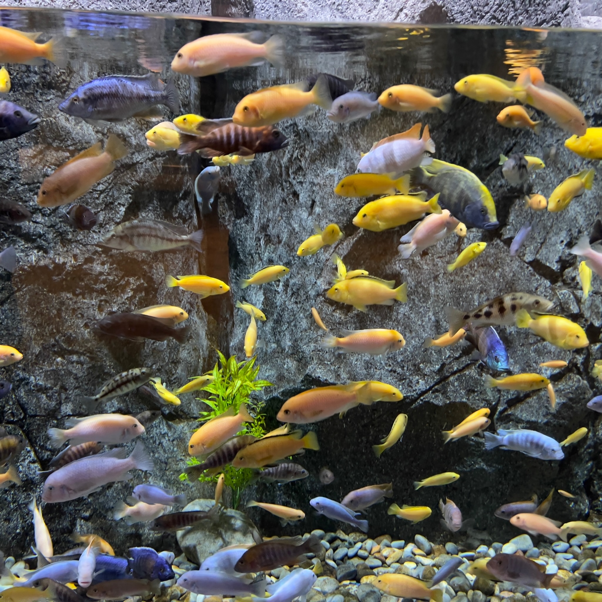 Oman Aquarium
