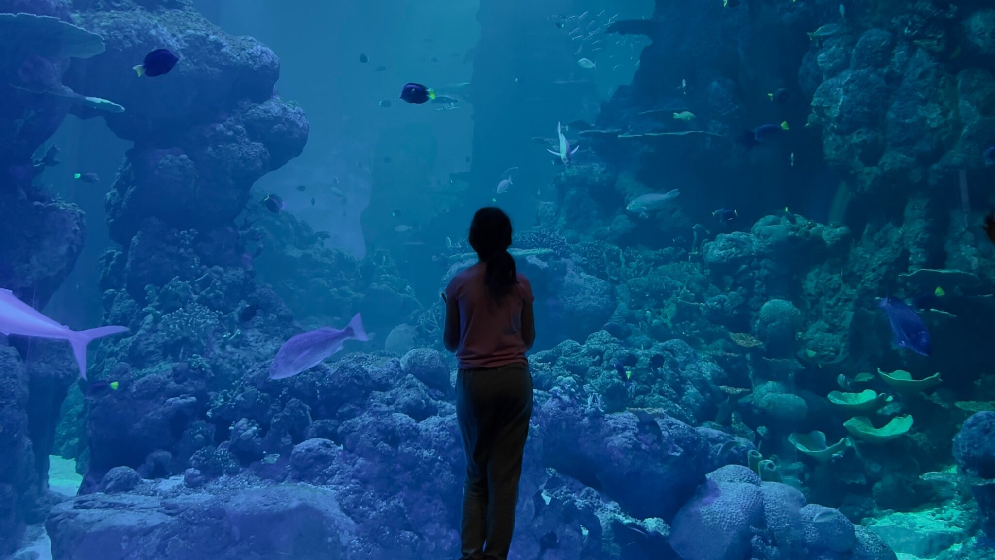Big fish Tank Oman aquarium