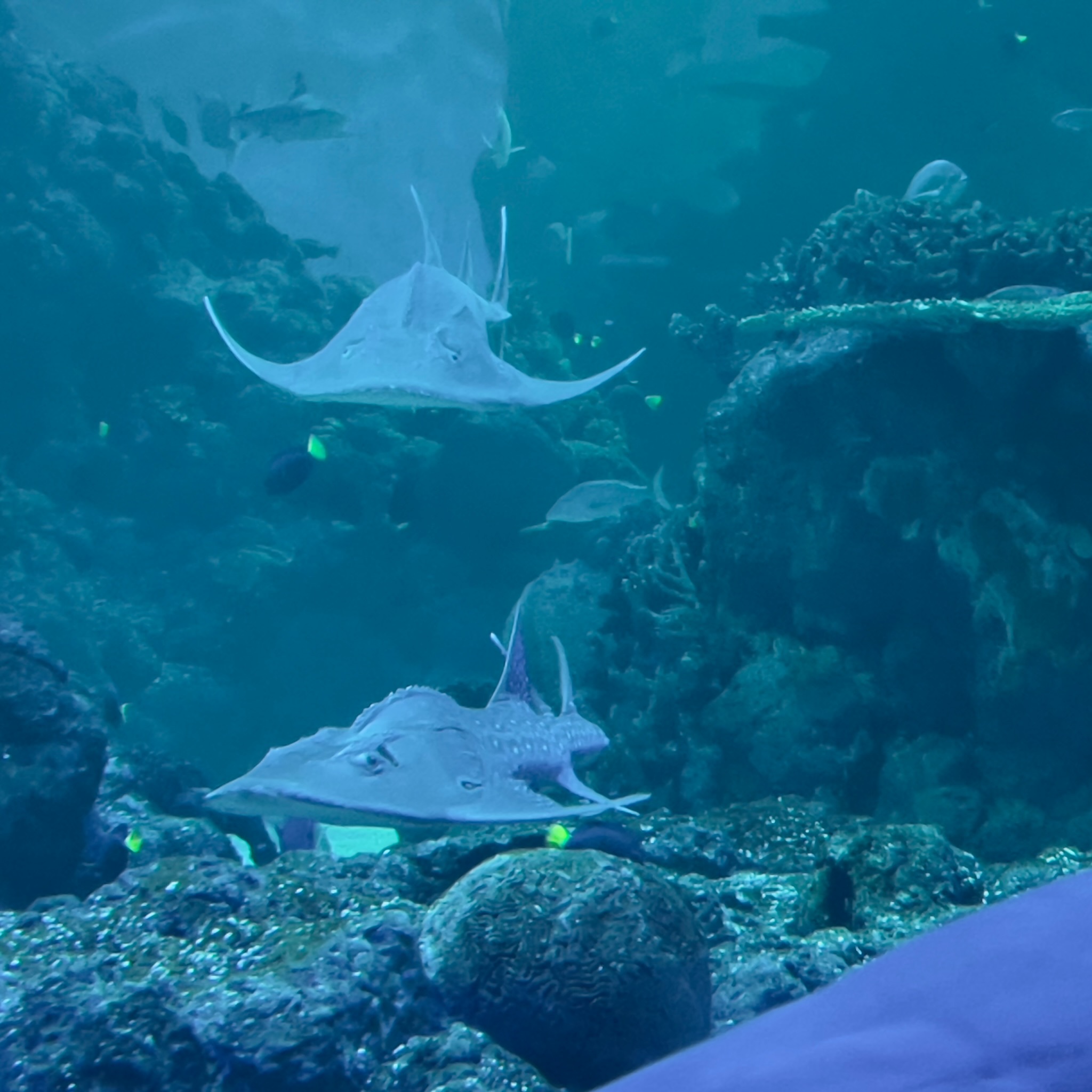 Oman Aquarium 