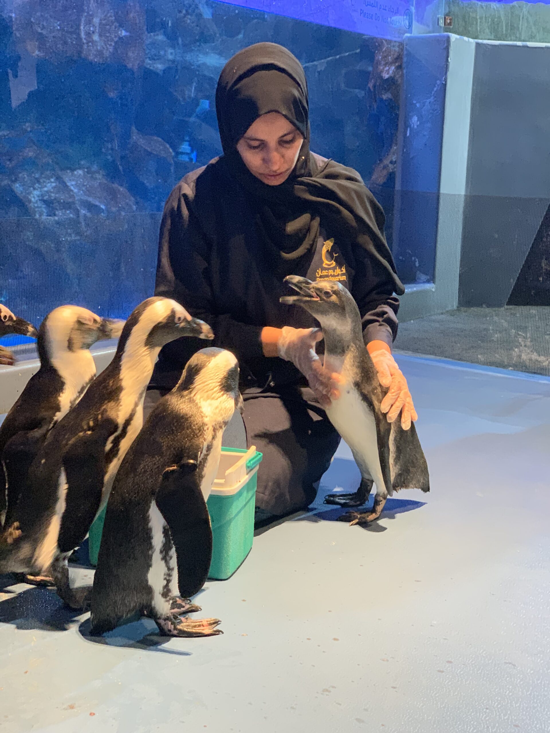 Oman Aquarium penguins