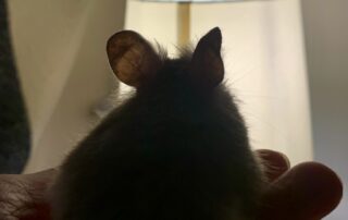 silhouette of a hamster